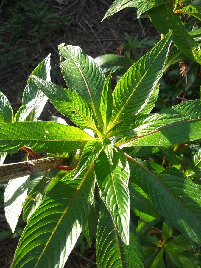 Ludwigia bonariensis — search result for 'Ludwigia'