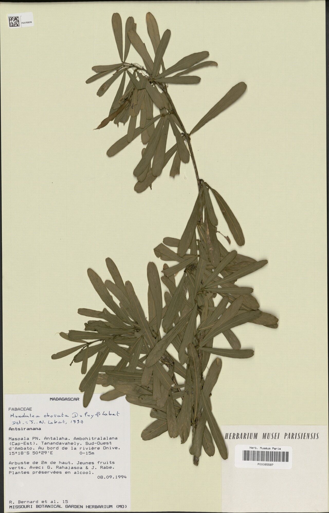 Mundulea obovata — houseplant care guide