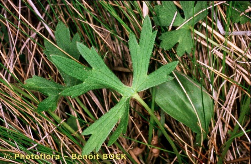 Ranunculus × polyanthemoides habit