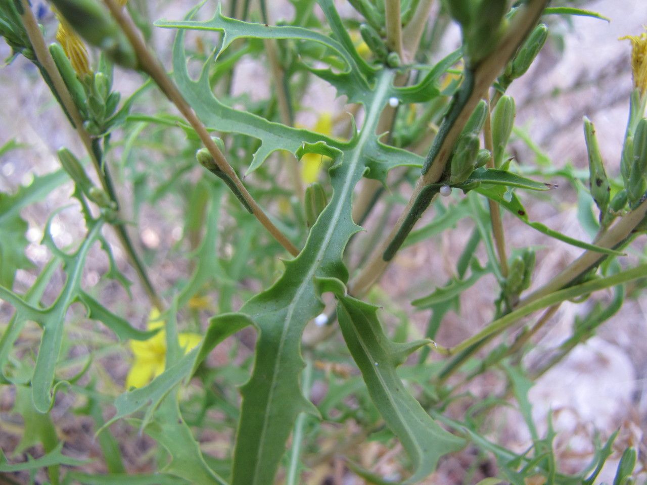Lactuca ramosissima other