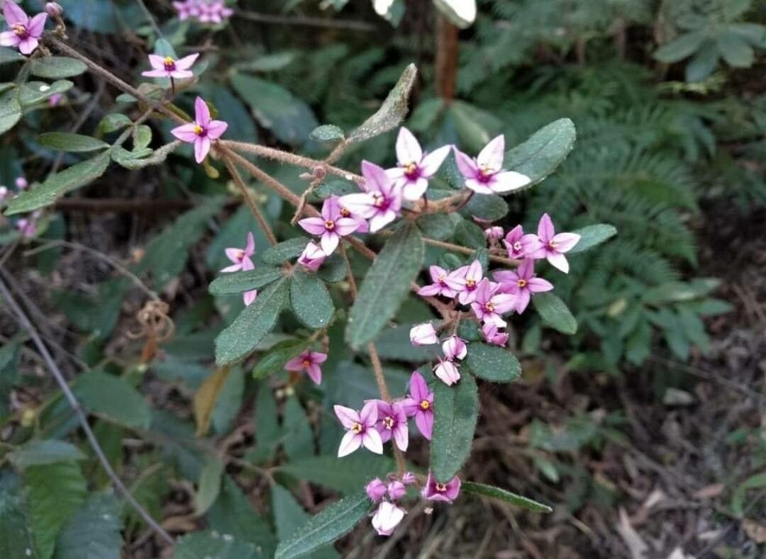 Prostanthera caerulea flower