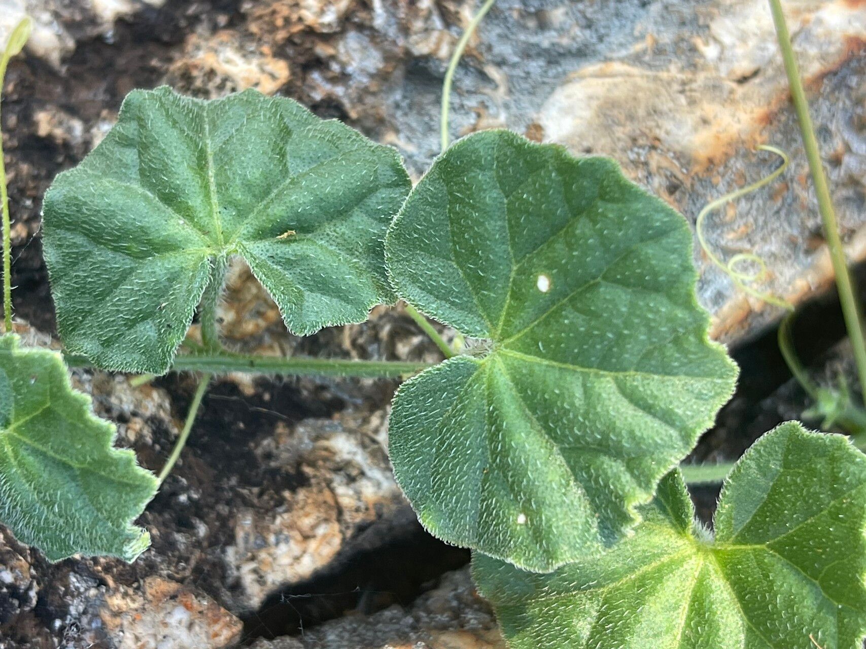 Cucumis cinereus leaf