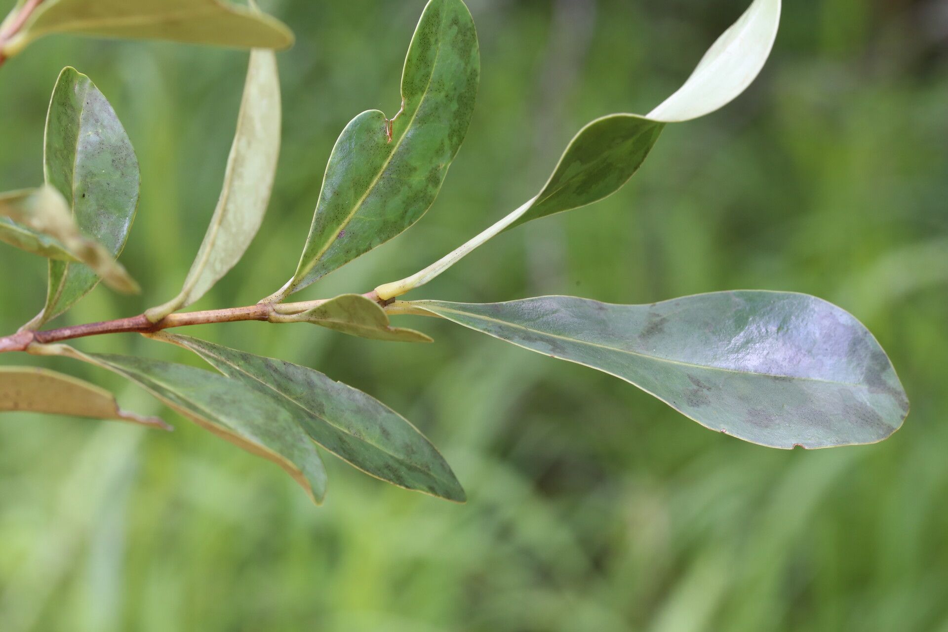 Memecylon flavovirens — search result for 'Memecylon'