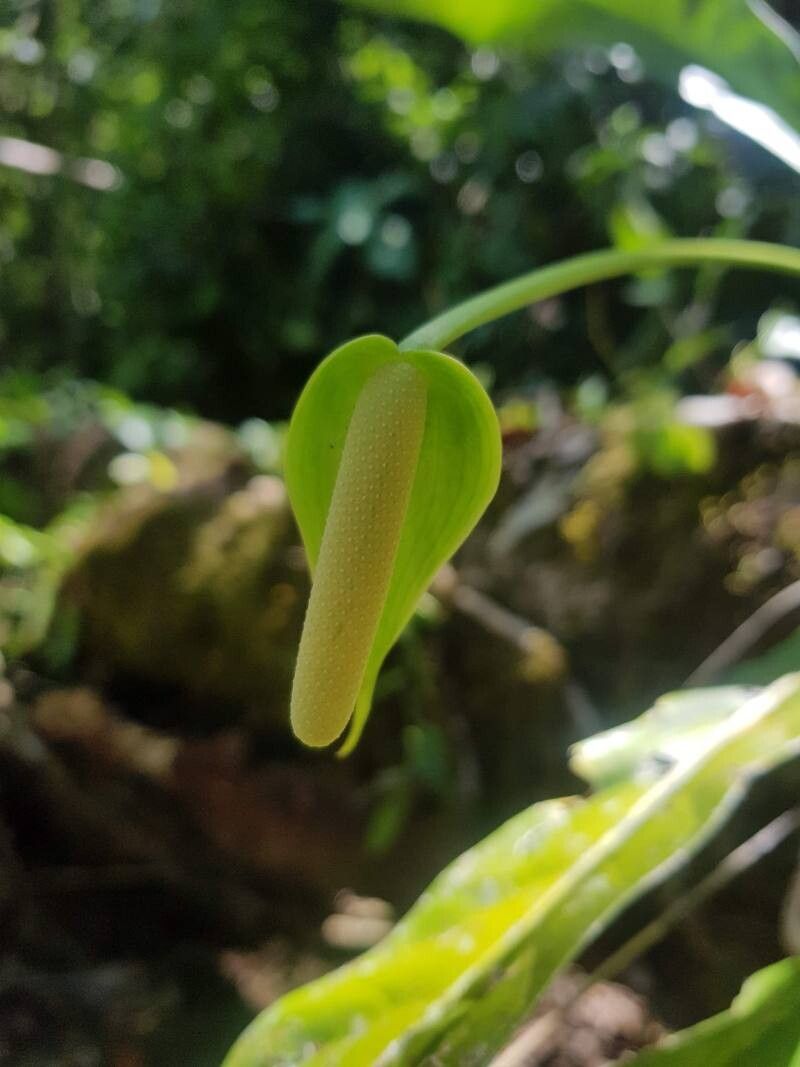 Anthurium eximium flower