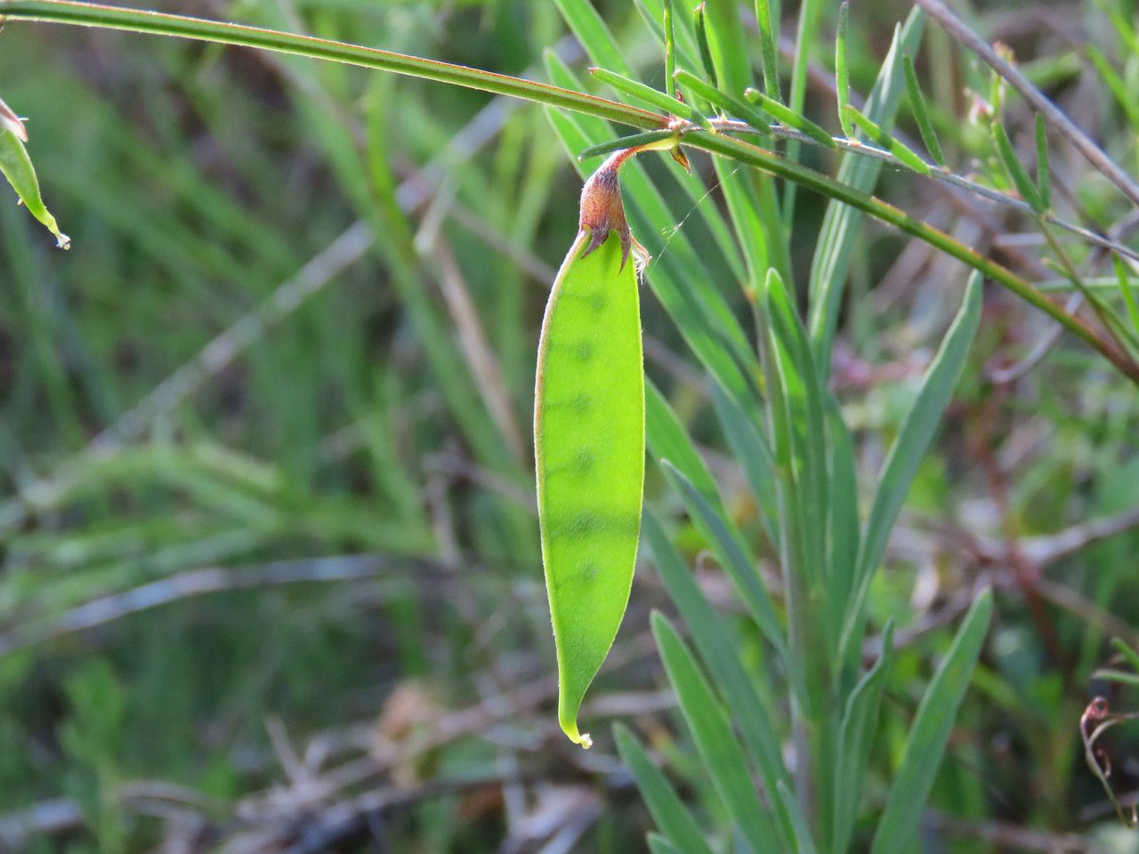 Vicia peregrina fruit