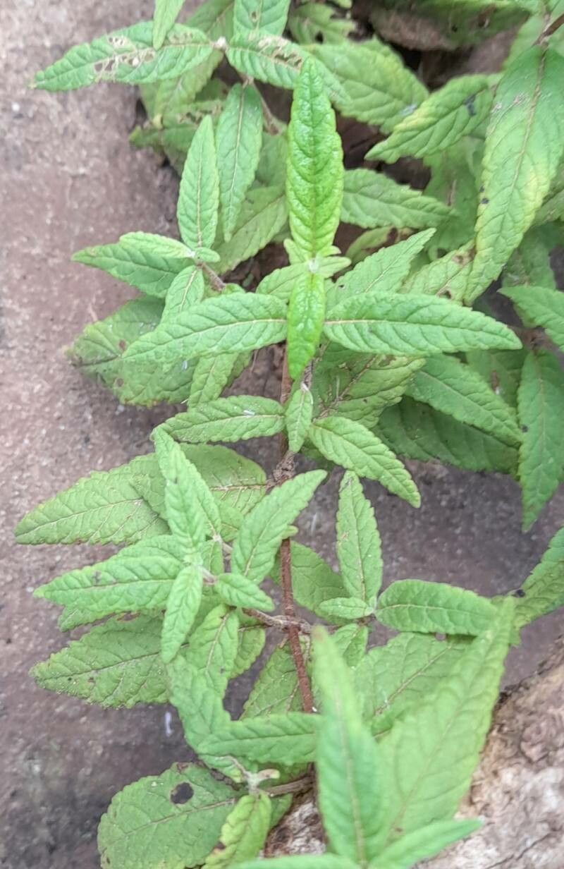 Calceolaria jujuyensis leaf