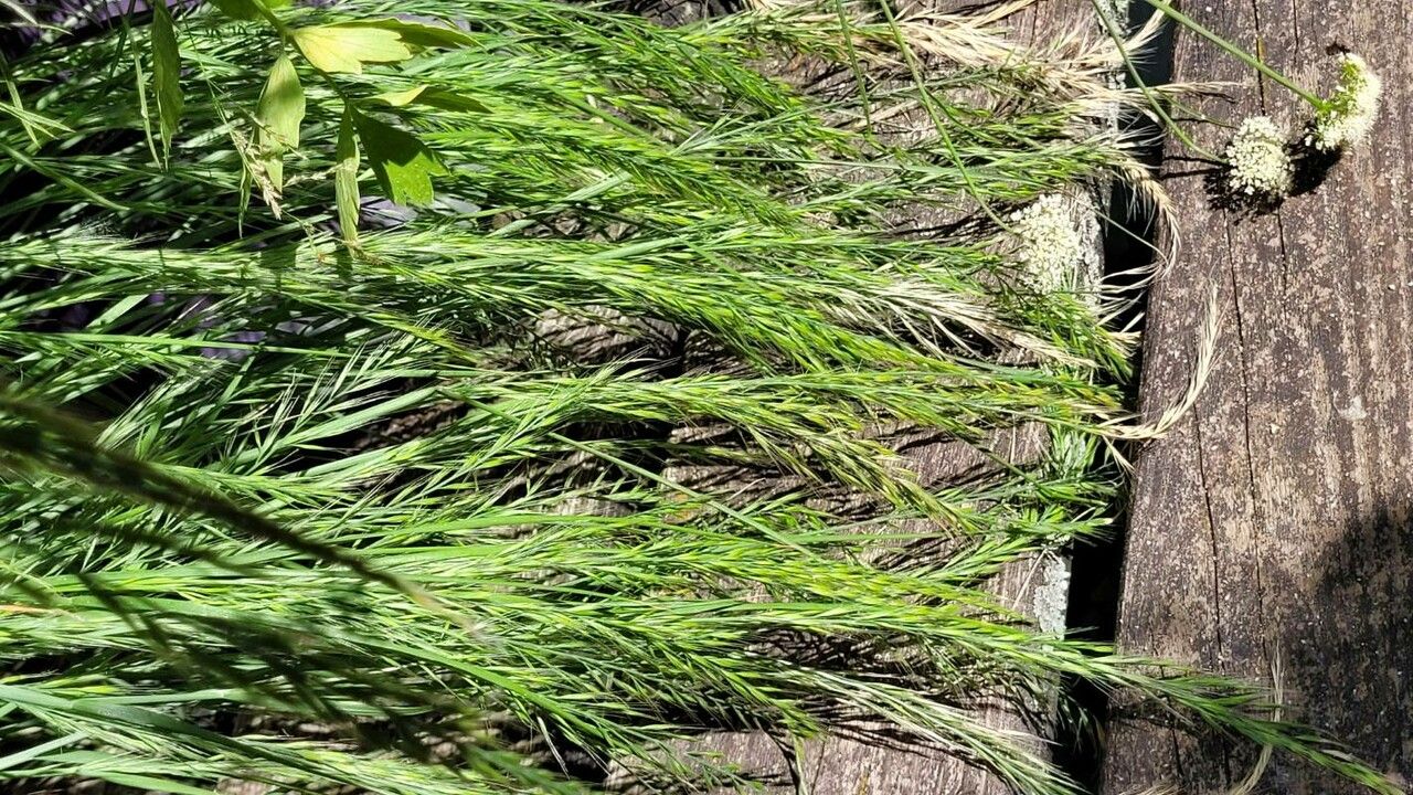 Vulpia octoflora — search result for 'Festuca'