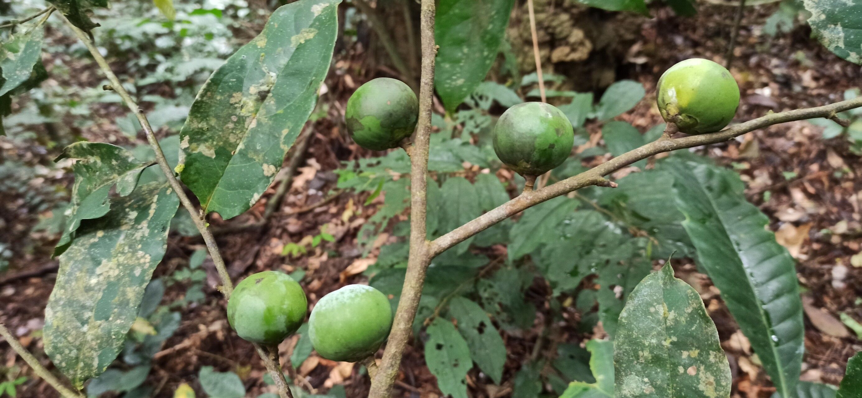 Diospyros polystemon fruit