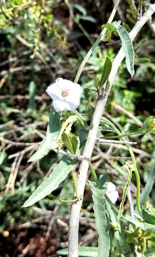 Convolvulus bonariensis — search result for 'Convolvulus'