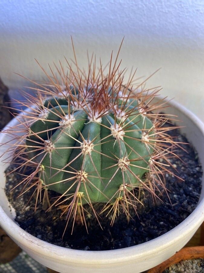 Melocactus ferreophilus leaf