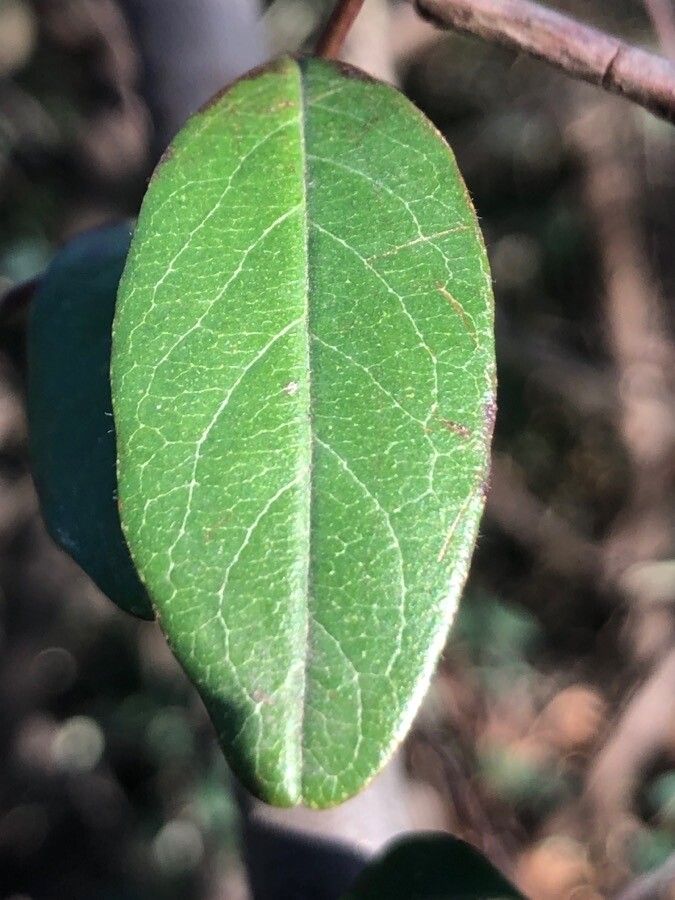 Cotoneaster zabelii leaf
