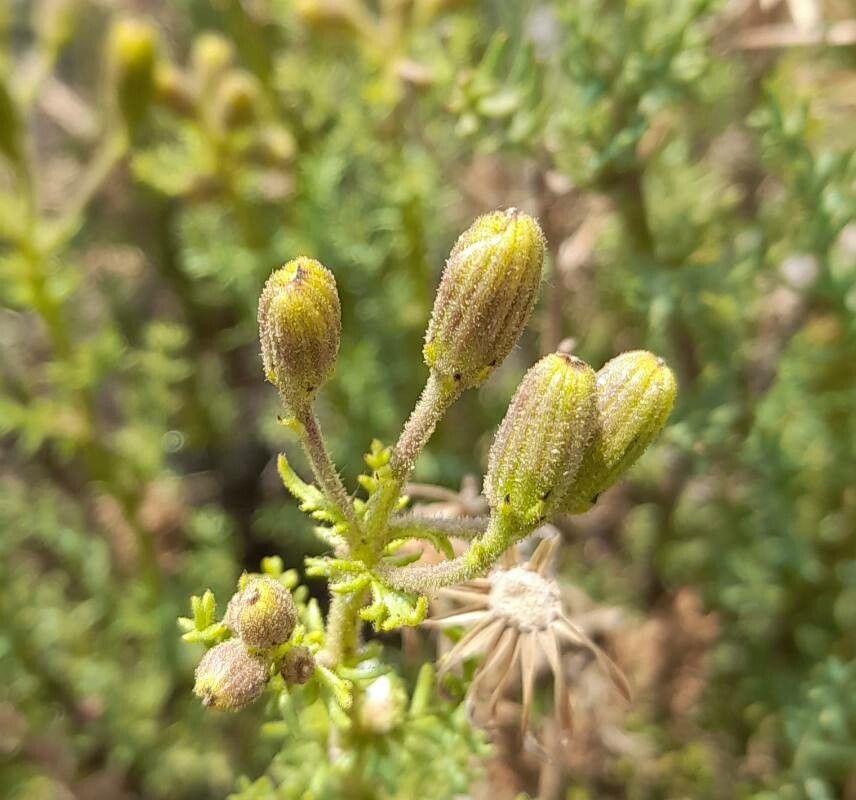 Senecio friesii other