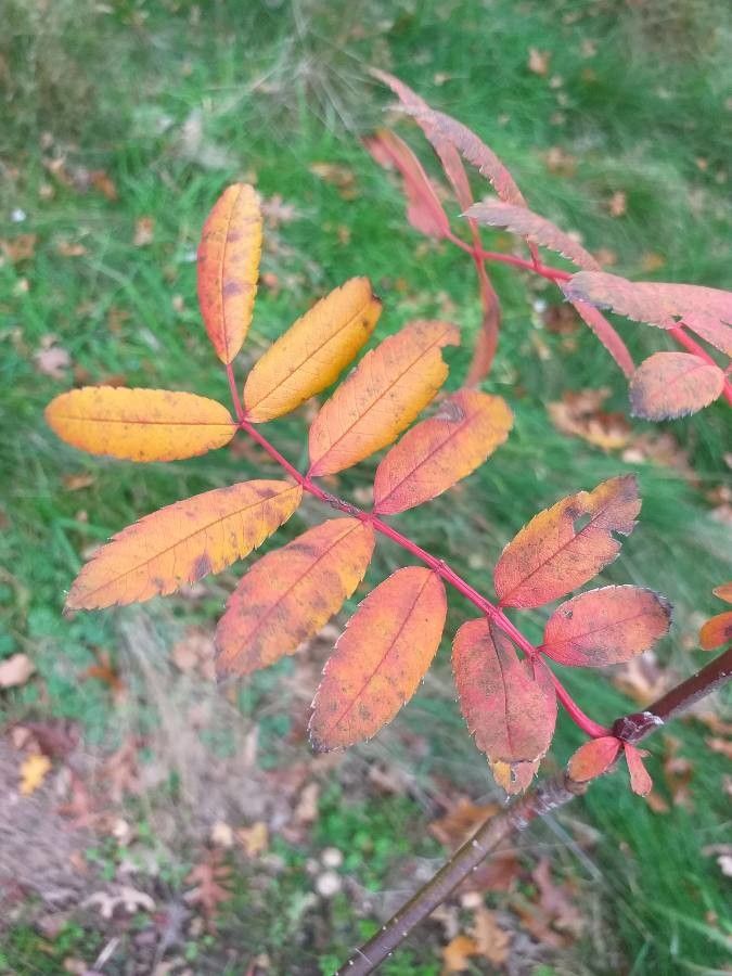 Sorbus glomerulata — houseplant care guide