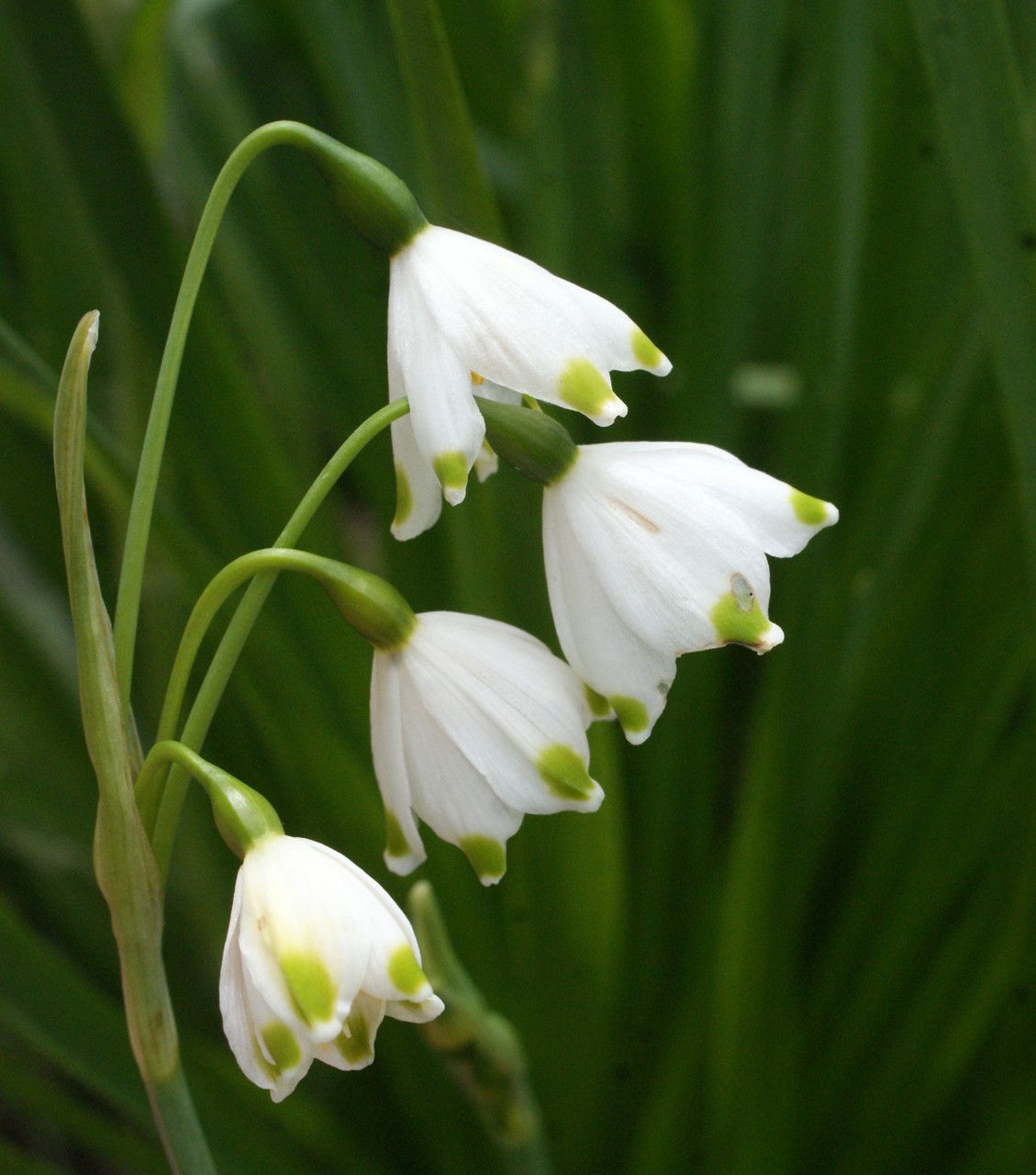Leucojum pulchellum fruit