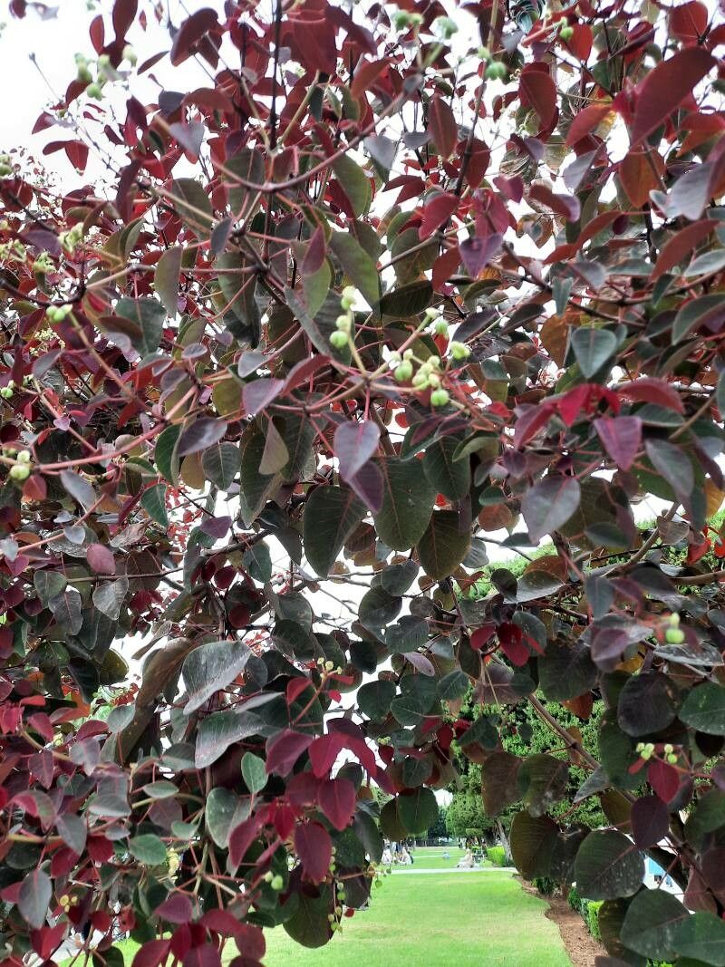 Euphorbia cotinifolia fruit