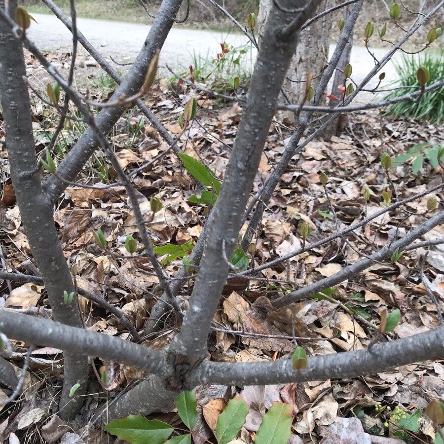 Shepherdia canadensis bark