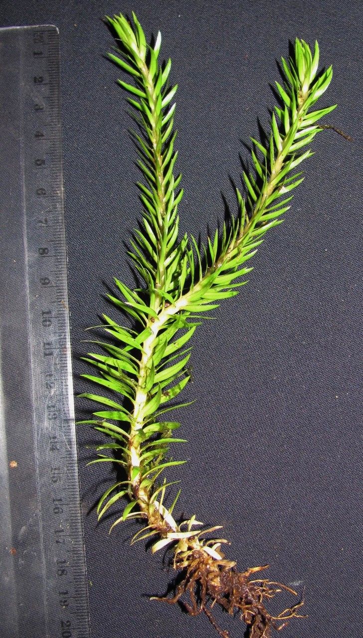 Huperzia taxifolia other