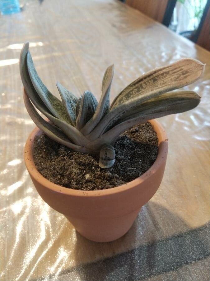 Gasteria minima leaf