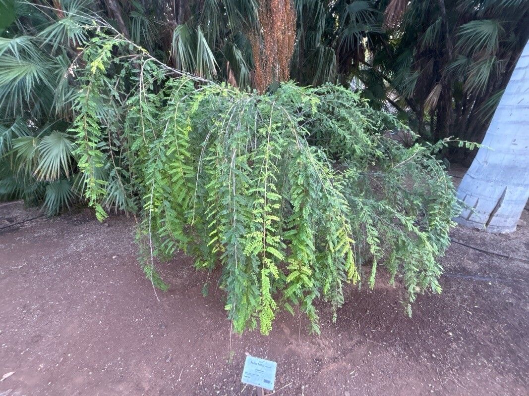 Poitea florida habit