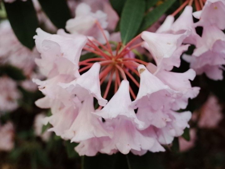 Rhododendron pingianum flower