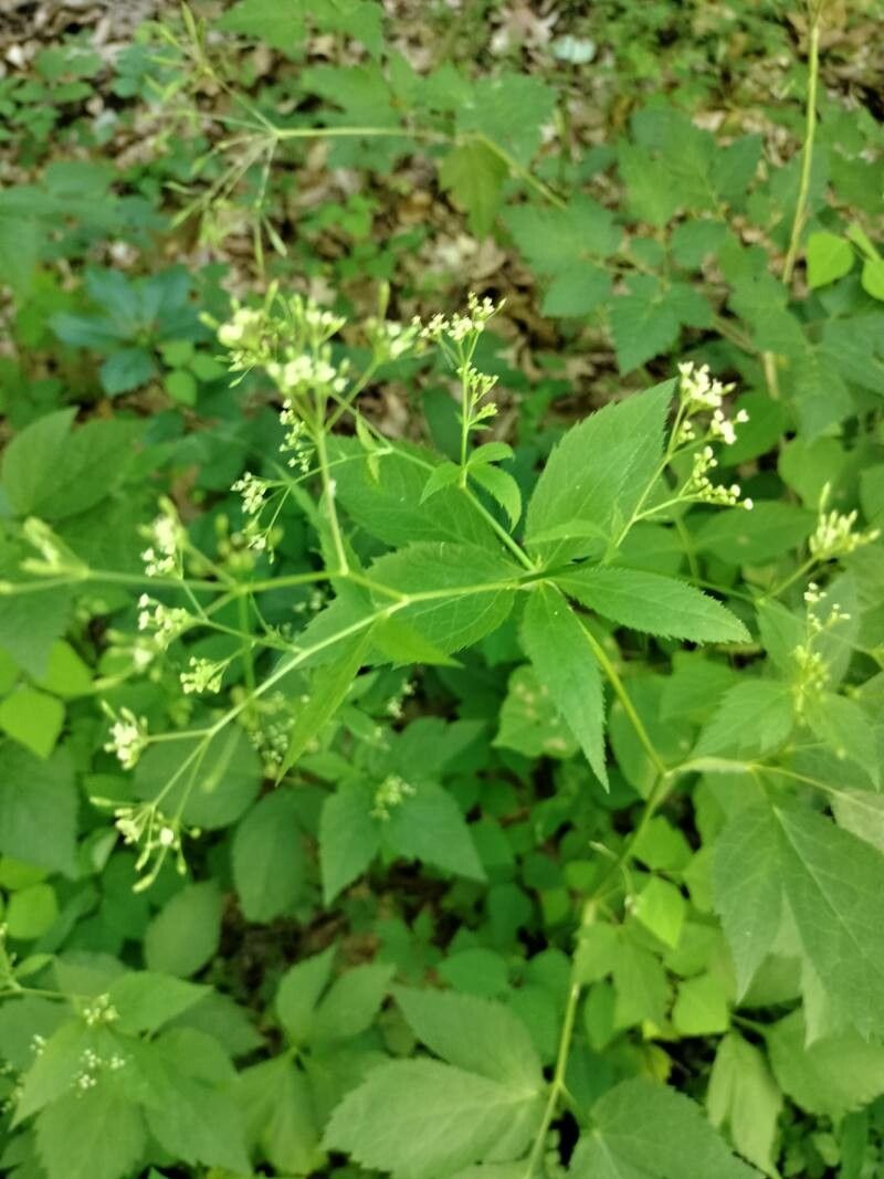 Cryptotaenia canadensis flower