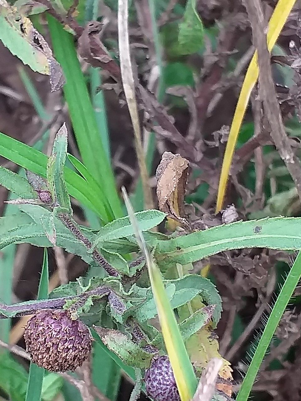 Sphaeranthus suaveolens — houseplant care guide