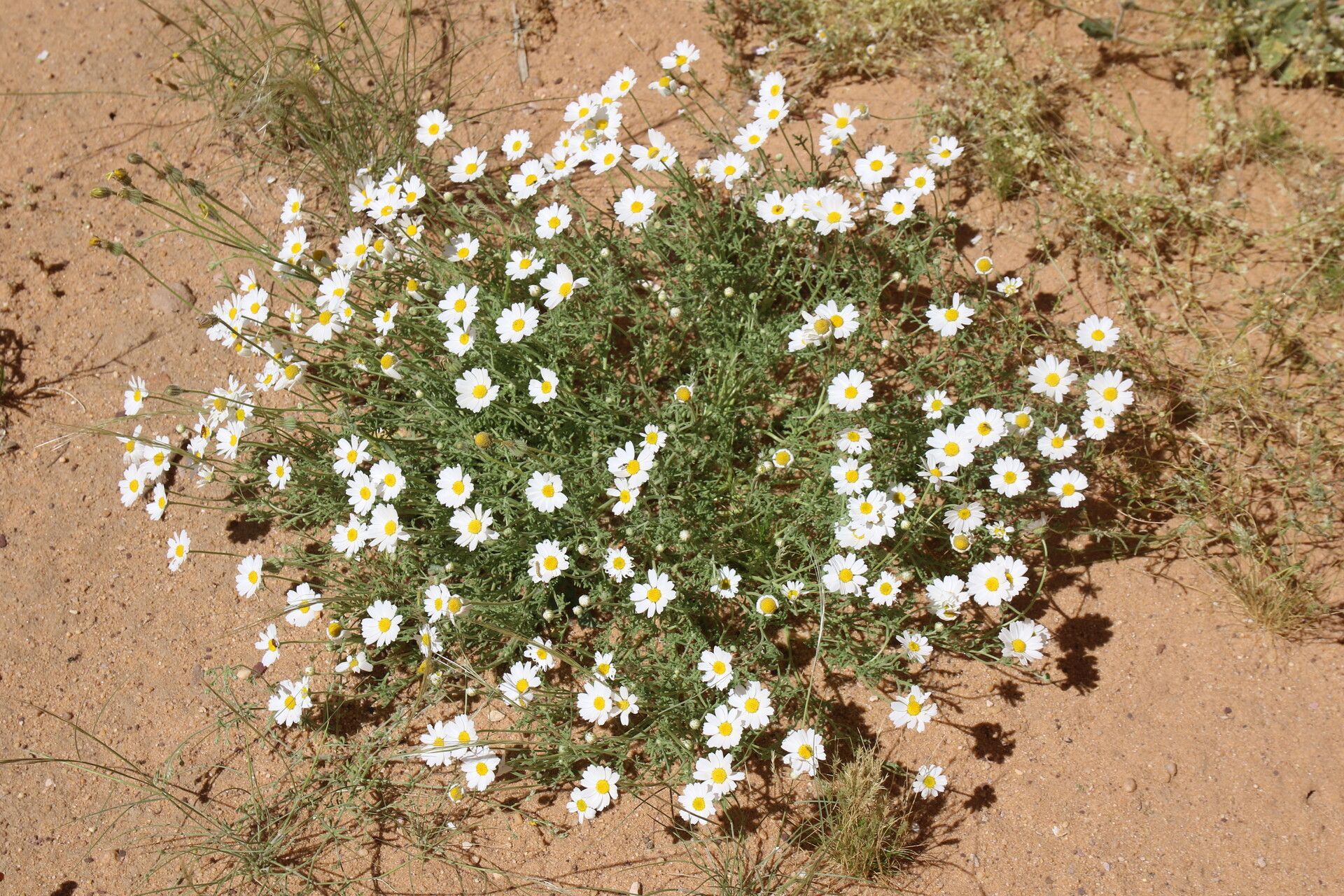 Anthemis deserti — search result for 'Anthemis'