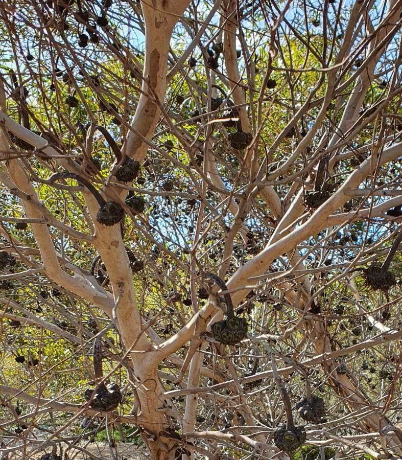 Eucalyptus lehmannii fruit