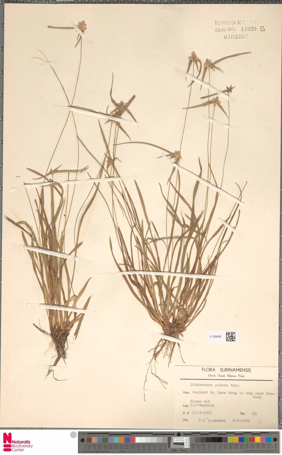 Rhynchospora pubera other