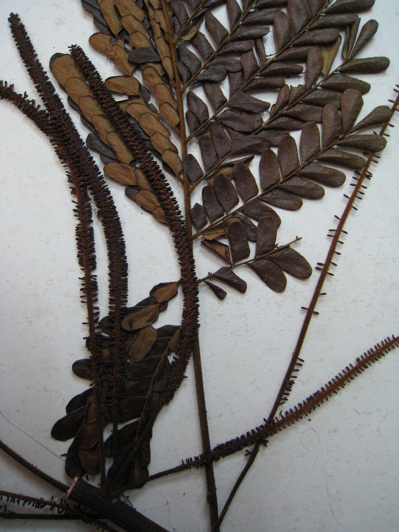 Stryphnodendron guianense — related species from the same genus