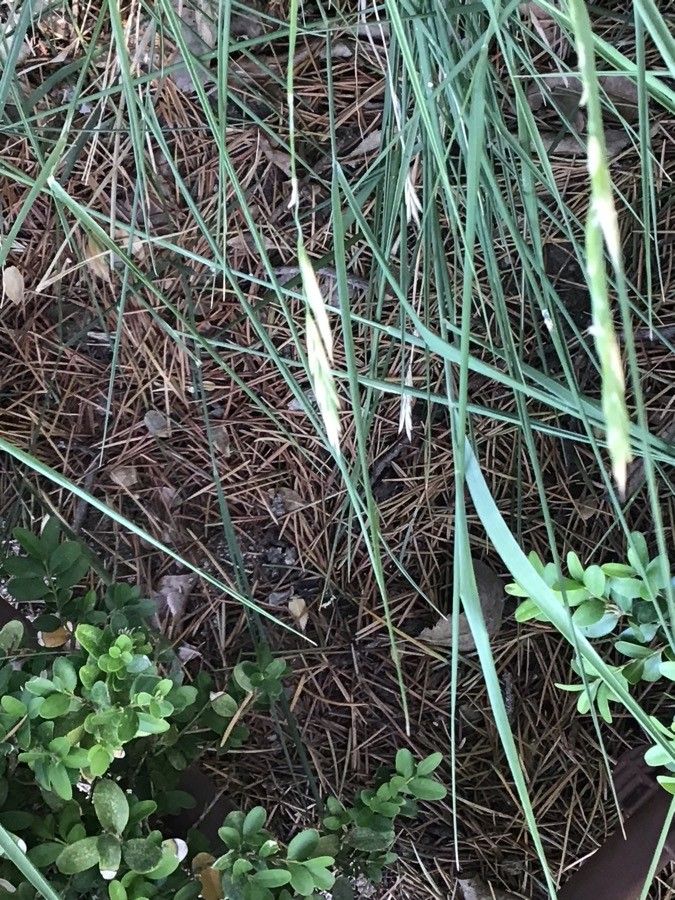 Brachypodium phoenicoides leaf