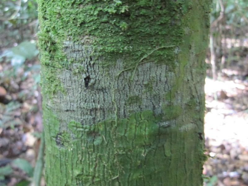 Licania sprucei bark