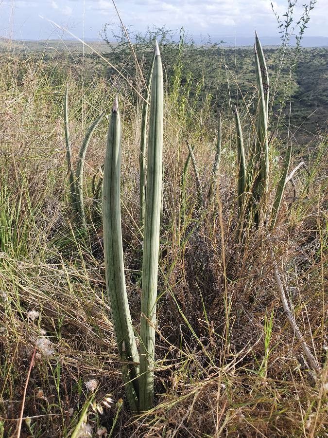 Sansevieria suffruticosa leaf