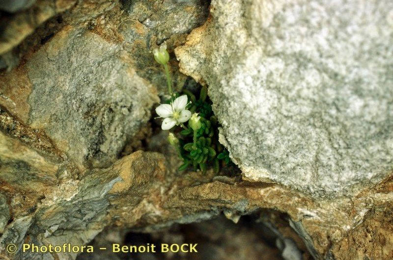 Moehringia sedoides bark