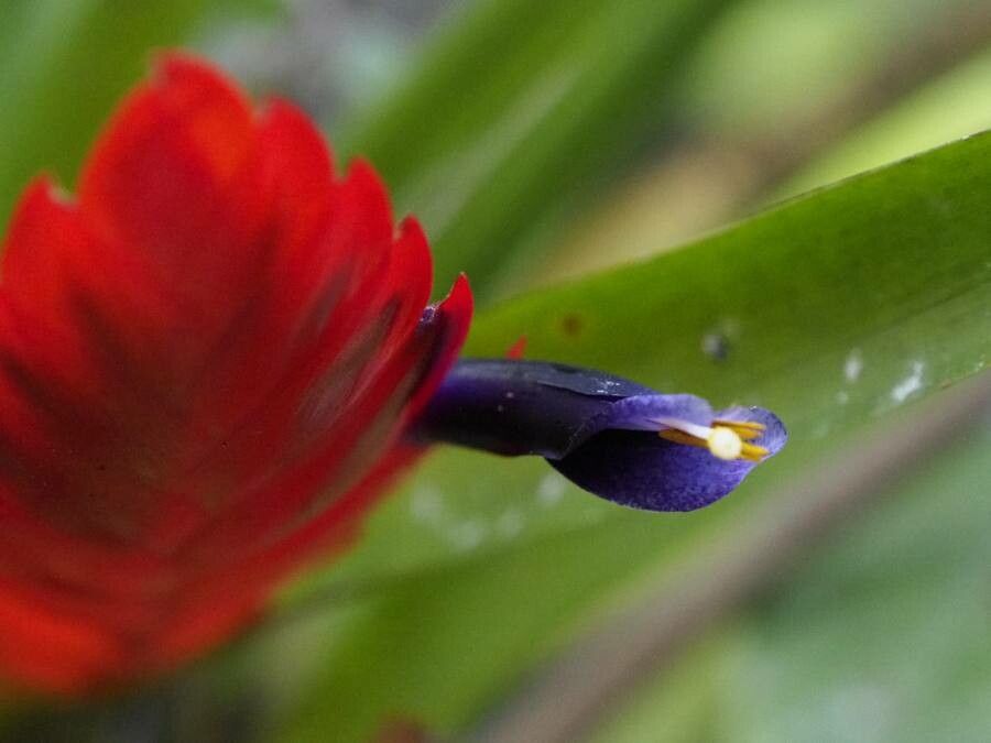 Tillandsia multicaulis — houseplant care guide