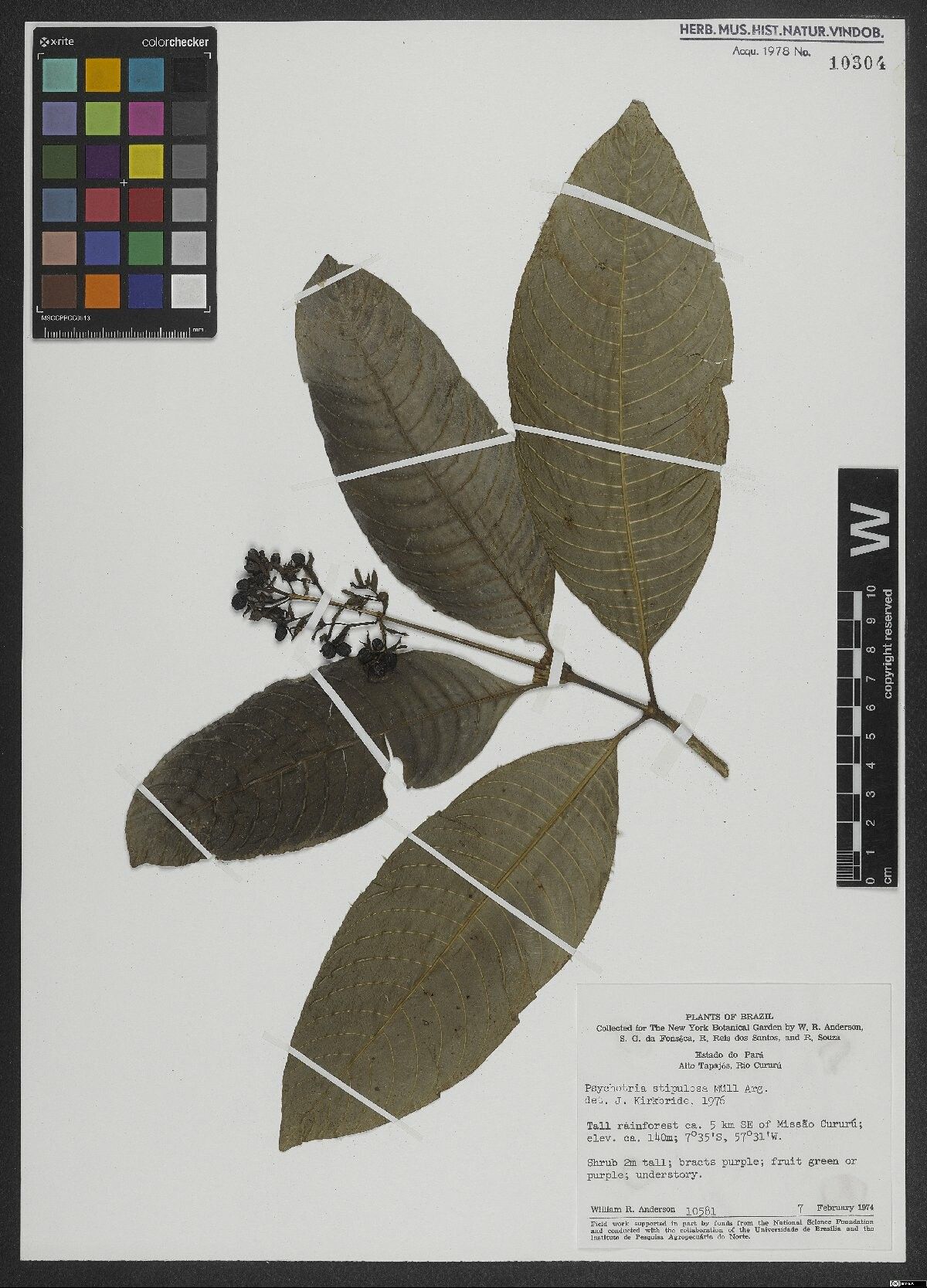 Palicourea stipulosa leaf