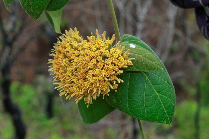 Parsonsia edulis flower
