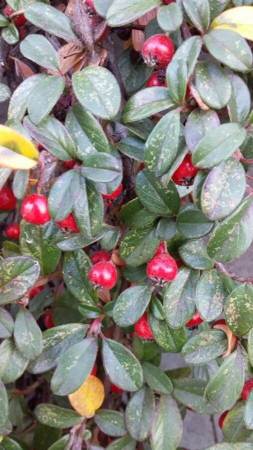 Cotoneaster dammeri fruit
