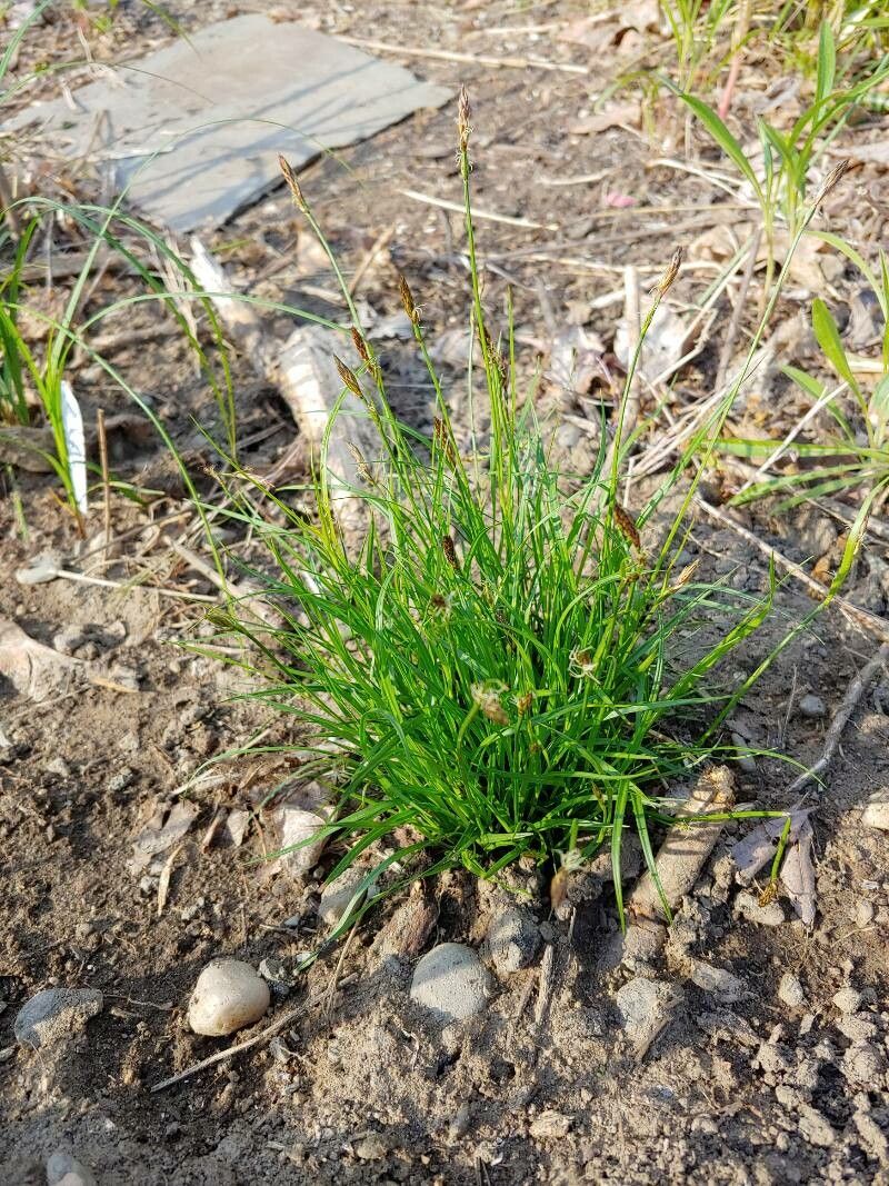 Carex pensylvanica habit