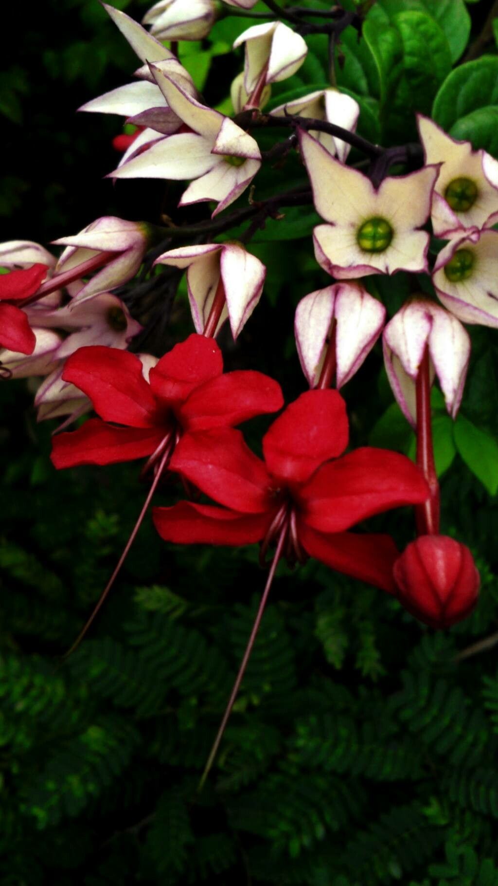 Clerodendrum umbellatum flower