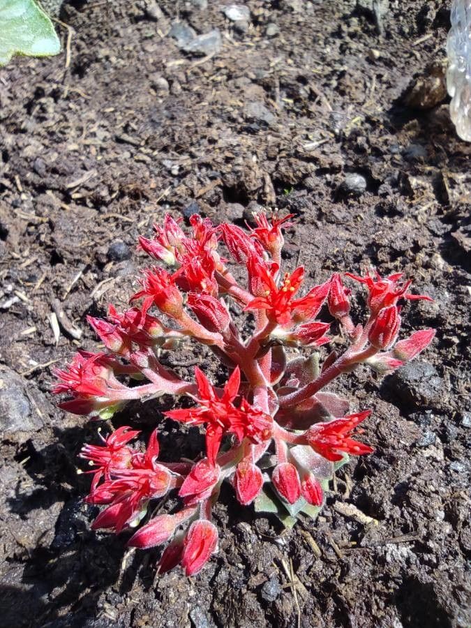 Prometheum sempervivoides flower