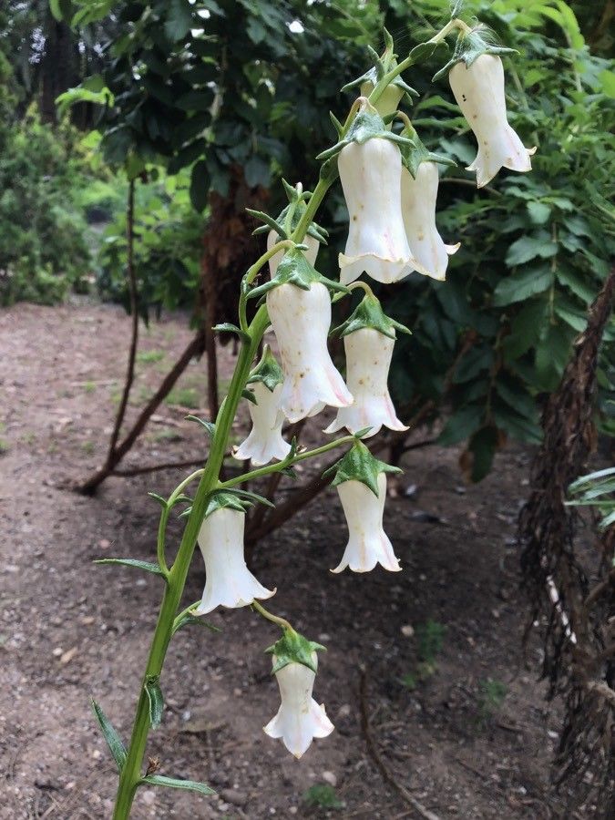 Azorina vidalii flower