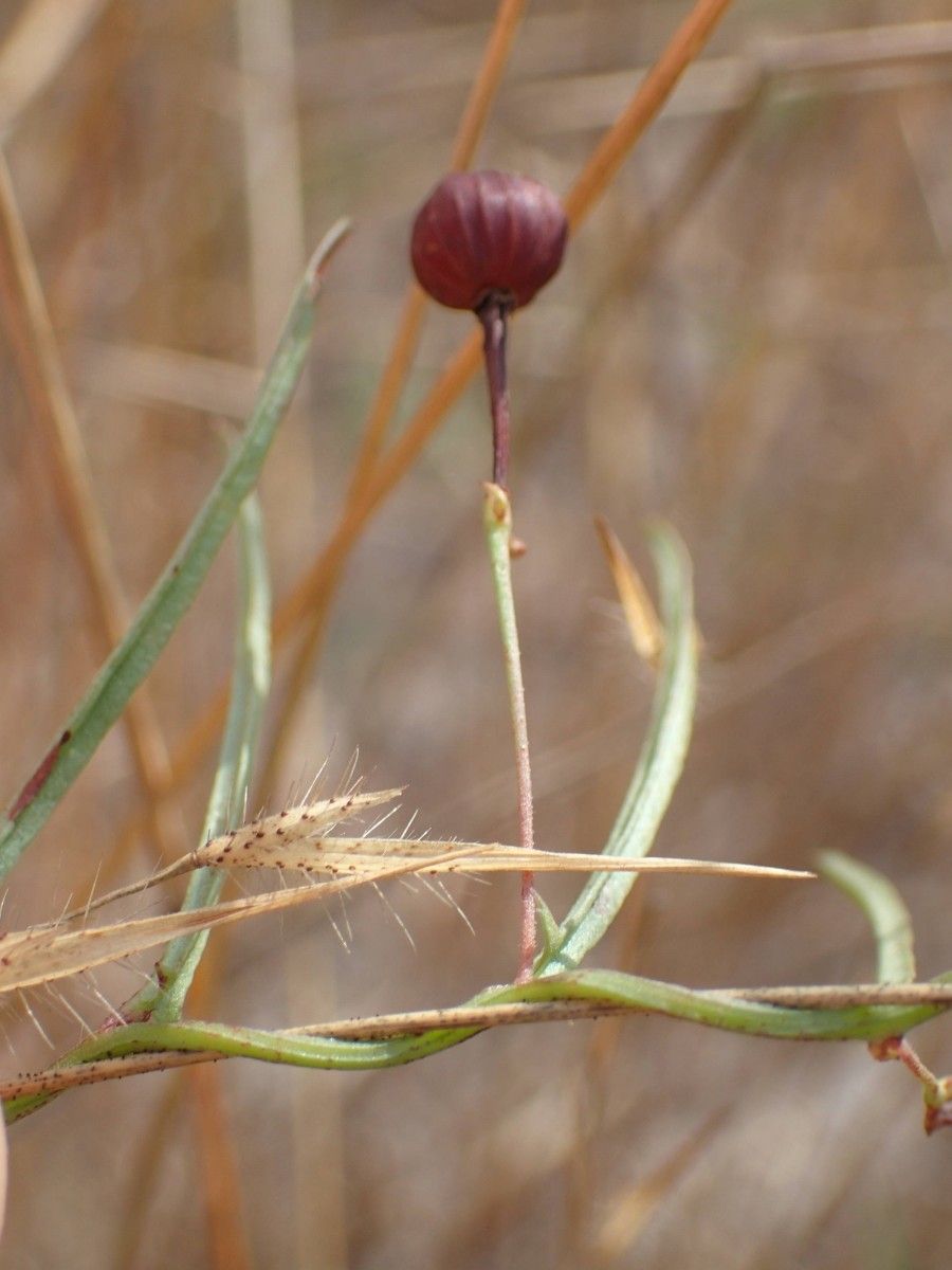 Merremia tridentata fruit