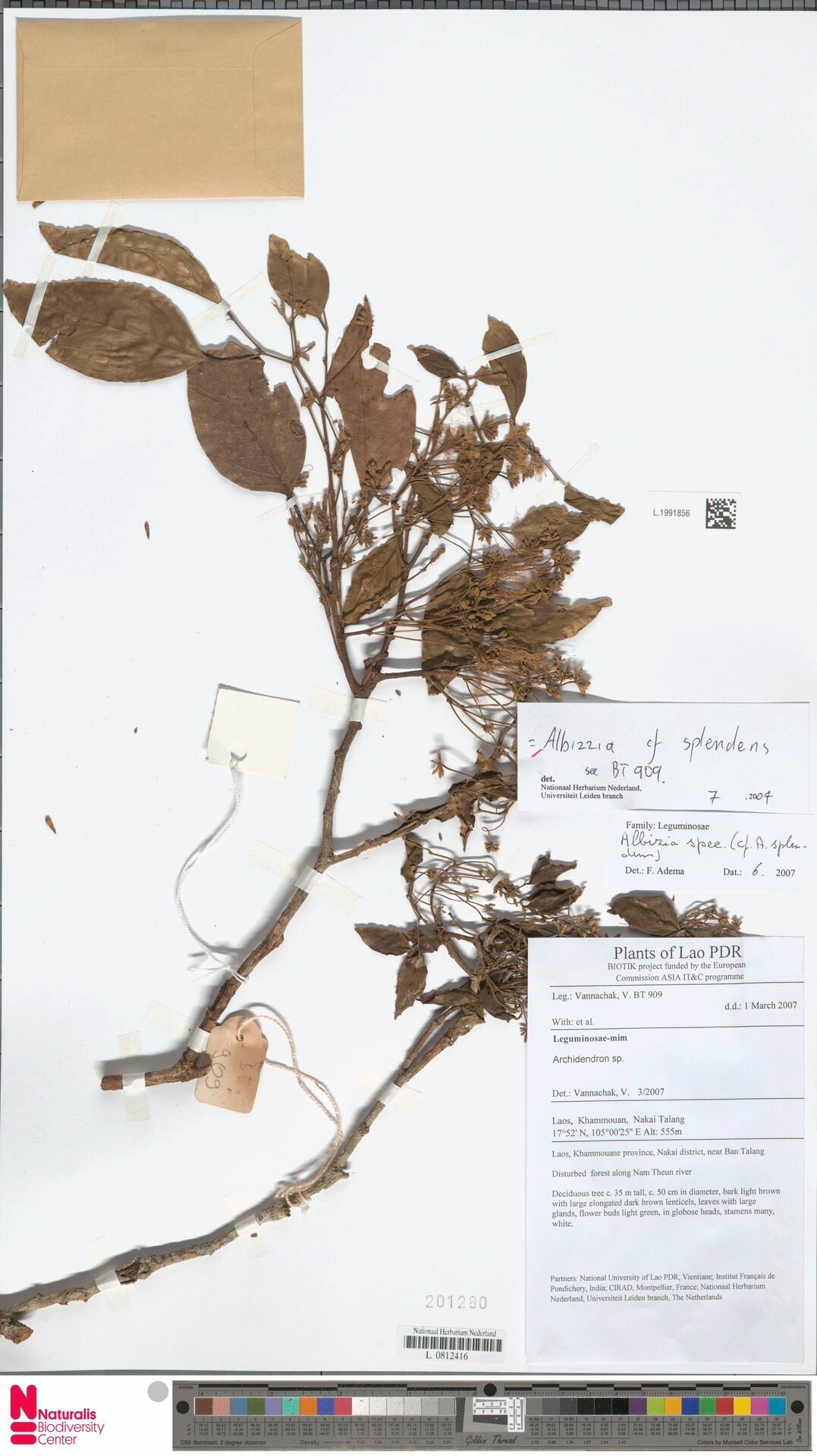 Albizia splendens — houseplant care guide