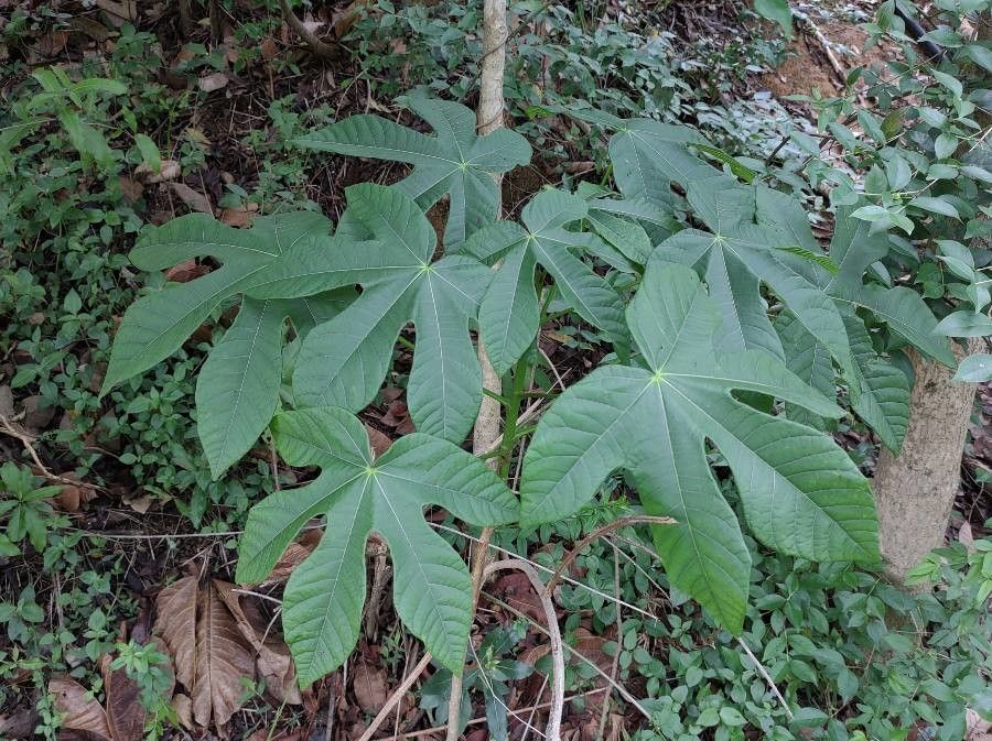 Cecropia albicans — related species from the same genus