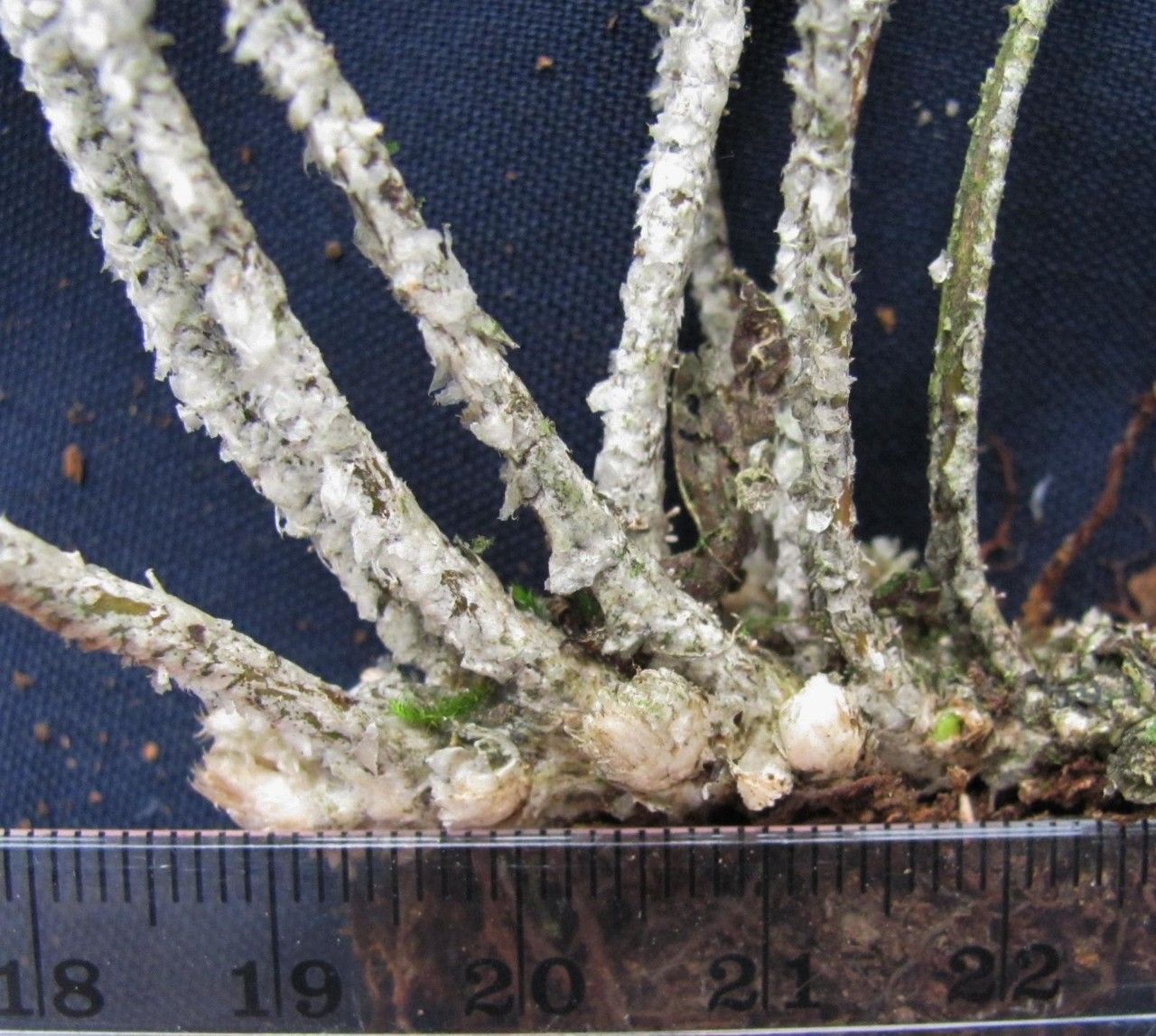 Pleopeltis furfuracea bark