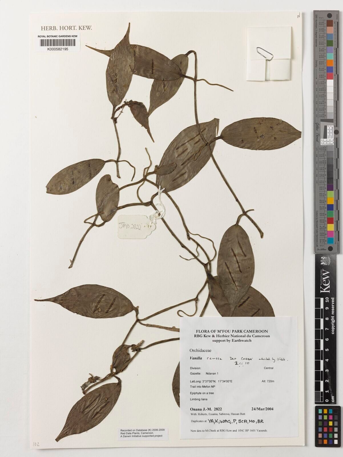 Vanilla ramosa — houseplant care guide