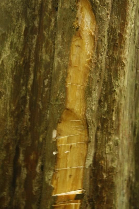 Eugenia tetramera other