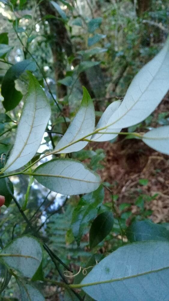 Cryptocarya dorrigoensis leaf
