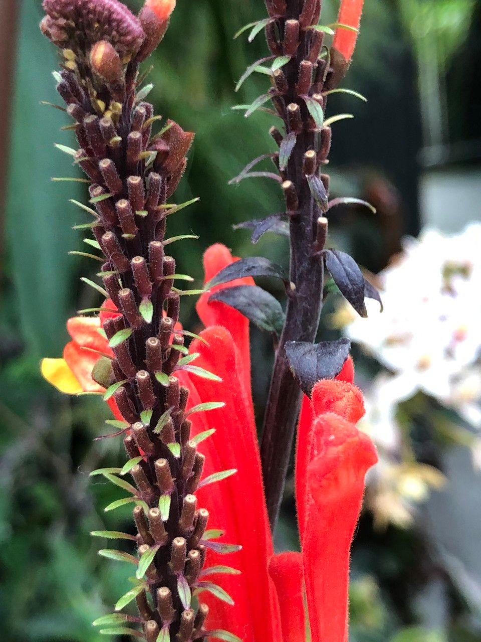 Scutellaria costaricana fruit